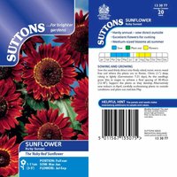 Thompsonandmorgan - Sunflower Ruby Sunset 1 Seed Packet (20 Seeds)