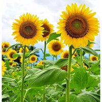 Sunflower Seeds 200 pcs, Easy Grow Flower Seeds