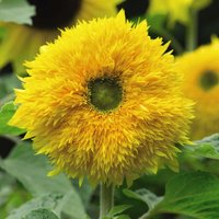 Thompsonandmorgan - Sunflower Sunshot Golds Mixed F1 Hybrid 1 Packet (10 Seeds)