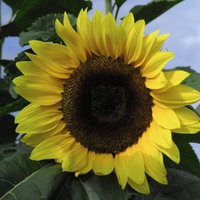 Thompsonandmorgan - Sunflower Tall Timbers 1 Seed Packet (30 Seeds)