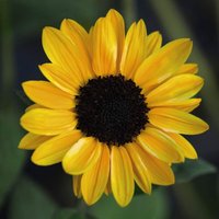 Thompsonandmorgan - Sunflower Tanja F1 1 Packet (10 Seeds)