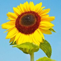 Thompsonandmorgan - Sunflower Titan 1 Seed Packet (20 Seeds)