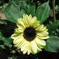 Thompsonandmorgan - Sunflower Valentine 1 Seed Packet