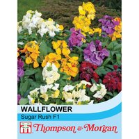 Thompsonandmorgan - Wallflower Sugar Rush F1 Hybrid 1 Seed Packet (20 Seeds)