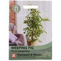 Weeping Fig Houseplant - 1 Seed Packet (50 Seeds) Weeping Fig Houseplant - 1 Seed Packet (50 Seeds)