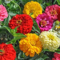 Thompsonandmorgan - Zinnia Dahlia Flowered Mixed 1 Seed Packet