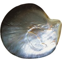 Abalone-Muschel (Bali Barong) Abalone-Muschel (Bali Barong)