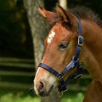 Promotion HorSeven 11% de réduction sur le licol Busse FOHLEN