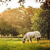 HorSeven Profitez de 20% de réduction sur le masque antimouches Horseware Newmarket