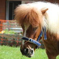Promo HorSeven 15% de réduction sur le licol Bucas Foal Dublin MarineGris