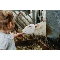 De Zeekraal in Oosterend, Terschelling, Niederlande De Zeekraal in Oosterend, Terschelling, Niederlande