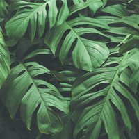 Klein & Stoer Bladeren Behang, 96 x 280 cm