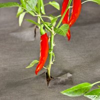 POWERTEC ÖKO-Unkrautvlies 10x1m 50g/m2
