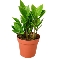 ZZ Plant