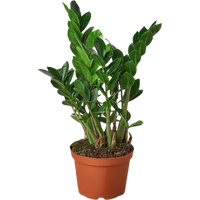 ZZ Plant