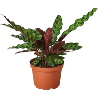 Calathea Rattlesnake
