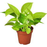 Neon Pothos