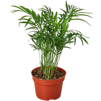 Parlor Palm