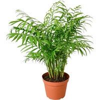 Parlor Palm