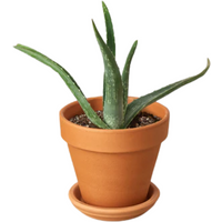 Aloe Vera Succulent