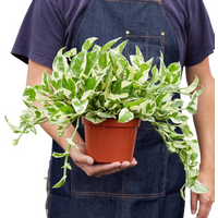 N'Joy Pothos