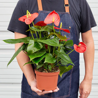Red Anthurium