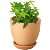 Green California English Ivy
