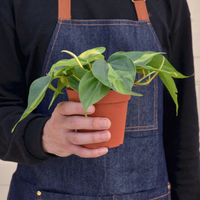 Brasil Philodendron