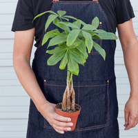 Braided Money Tree