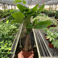 Braided Money Tree