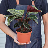 Medallion Calathea