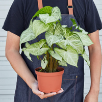 White Butterfly Arrowhead Plant