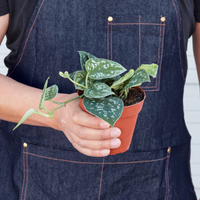 Satin Pothos