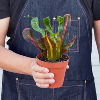 Mammy Croton