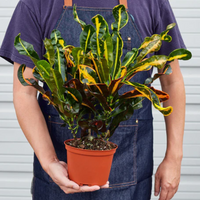 Mammy Croton