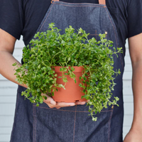 Baby's Tear Plant