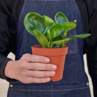 Thailand Peperomia