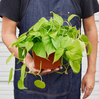 Neon Philodendron