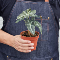 Alocasia Polly