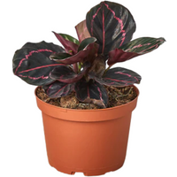 Calathea Dottie