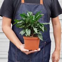 Freddie Calathea