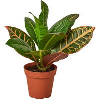 Joseph's Coat Croton