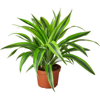 Lemon Surprise Dracaena