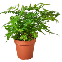 Austral Gem Fern