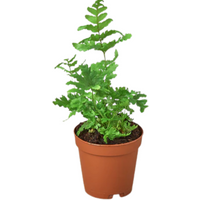 Autumn Fern