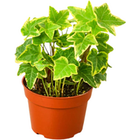 Gold Child English Ivy