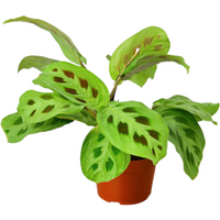 Common Prayer Plant