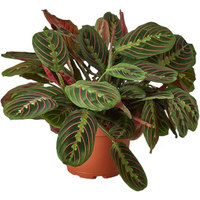 Red Prayer Plant