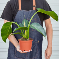 Congo Green Philodendron