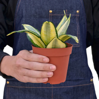 Golden Hahnii Snake Plant